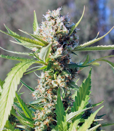 Семена сорта Little Cheese Auto fem