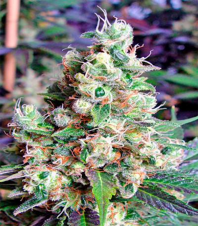 Семена сорта NYC Diesel Auto fem (Barney's Farm)