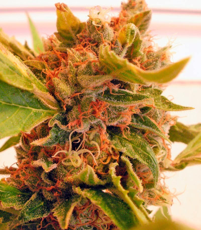 Семена сорта Psicodelicia fem (Sweet Seeds)