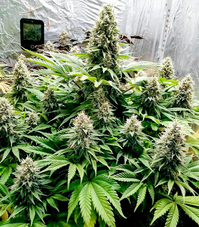 Семена сорта Shiskaberry fem (Семяныч)