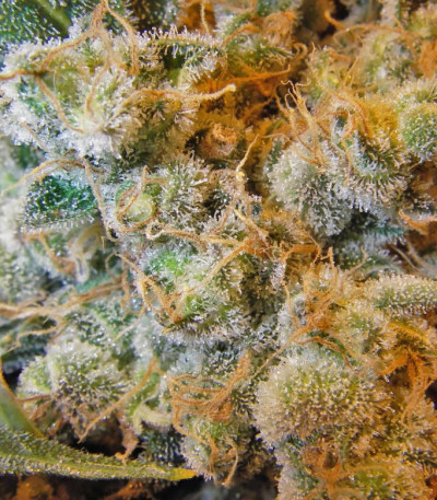 Семена сорта White Russian fem (Семяныч)