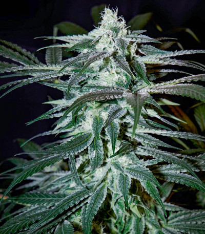 Семена сорта Chemdog fem (Green House Seeds)