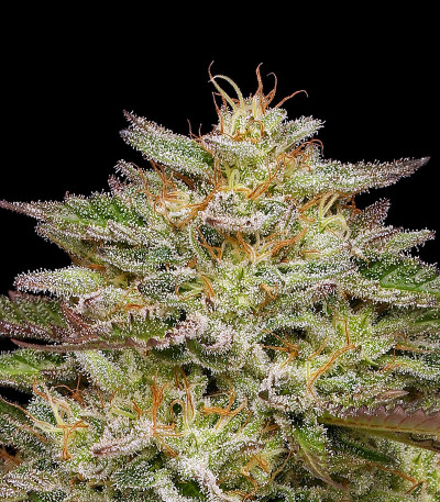 Семена сорта Golden Sands fem (Humboldt Seed Company)