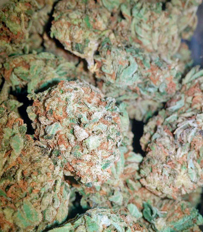 Семена сорта OG Kush (Dinafem Seeds)