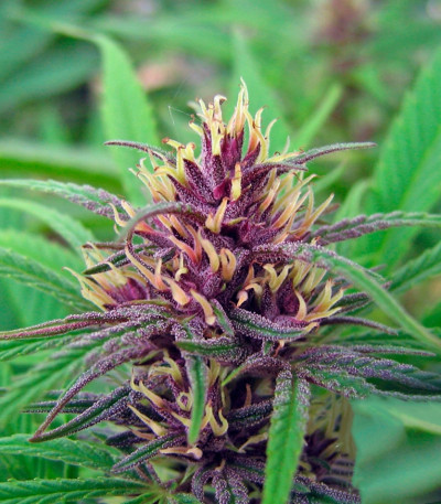 Семена сорта Purple #1 fem (Dutch Passion)