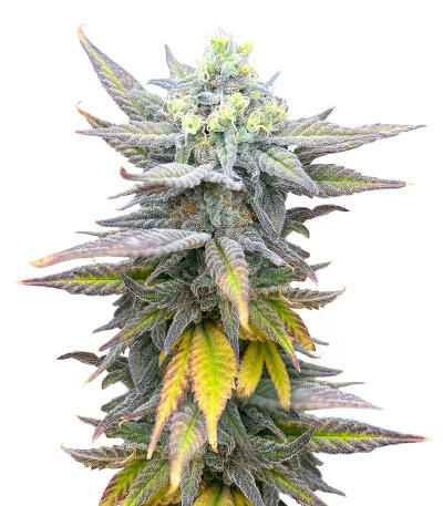 Семена сорта Jack Herer fem (Seedkeepers)