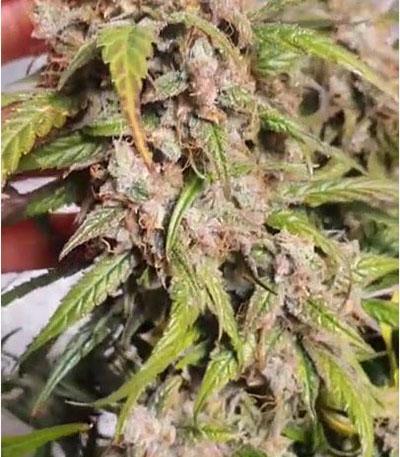 Семена сорта Auto Amnesia Gold fem (Pyramid Seeds)