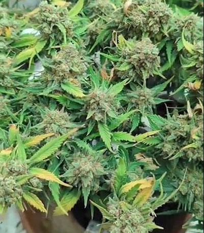 Семена сорта Original Auto OG Kush fem (FastBuds)