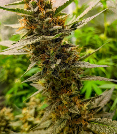 Семена сорта Blue Dream Autoflower fem (Seedkeepers)