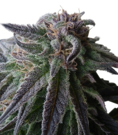 Семена сорта Special Queen 1 fem (Royal Queen Seeds)