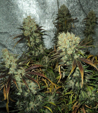 Семена сорта Y Griega fem