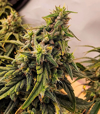 Семена сорта Apple Betty fem (Herbies Seeds)