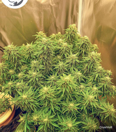 Семена сорта Crime Caramel Auto fem (Семяныч)