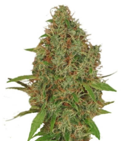 Семена сорта Dutch Haze fem