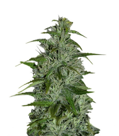 Семена сорта Master kush reg (Dutch Passion)