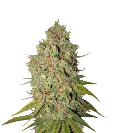 Семена сорта Special Kush 1 fem (Royal Queen Seeds)
