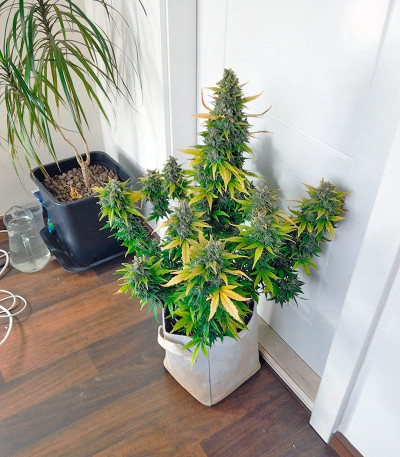 Семена каннабиса Super Bud