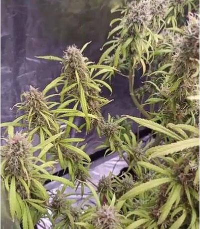 Семена сорта Wedding Cake Auto fem (Barney's Farm)