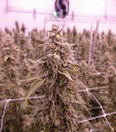 Семена сорта Cap Junky fem (7CH American)