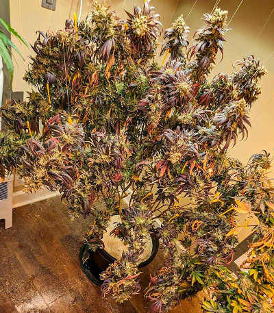 Семена сорта Jamnesia Haze fem (Dr. Krippling Seeds)