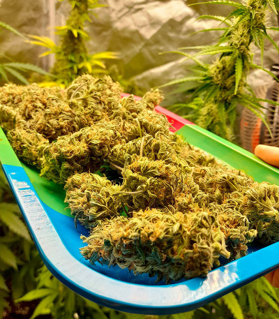 Семена сорта Orange Buddy Auto fem (Herbies Seeds)