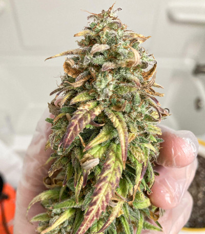 Семена сорта Original Trainwreck Auto fem (FastBuds)