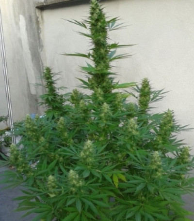 Семена сорта Royal Cheese fem (Fast Flowering)