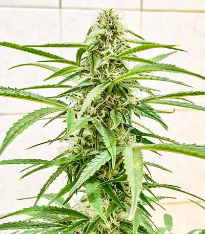 Семена сорта Runtz Auto fem (Barney's Farm)