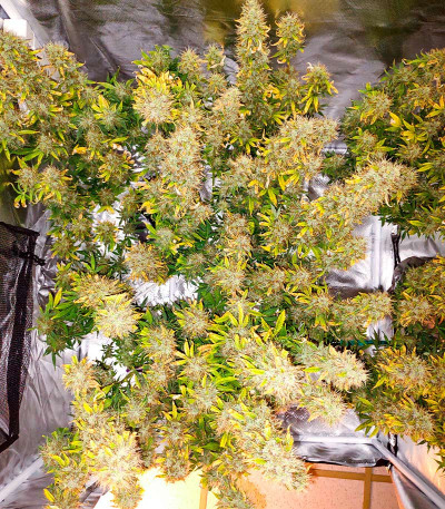 Семена конопли сорта Snow Star Auto