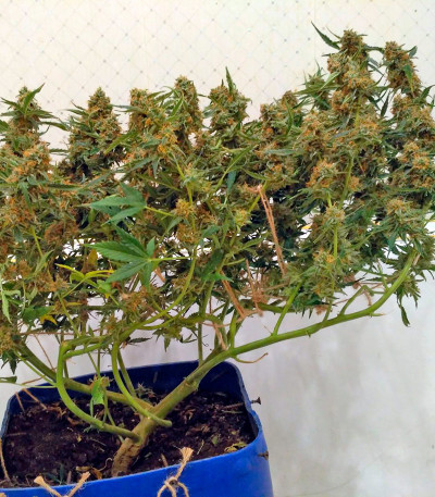 Семена сорта Sugar Mango Ryder Auto fem (World of Seeds)