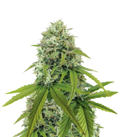 Семена сорта Zkittlez Auto fem (Семяныч)