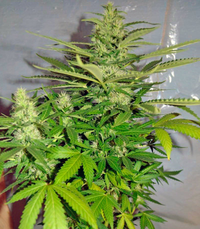 Семена сорта Jack Herer fem (Green House Seeds)