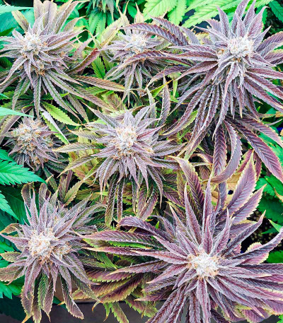 Семена сорта Gorilla Blue fem (Advanced Seeds)