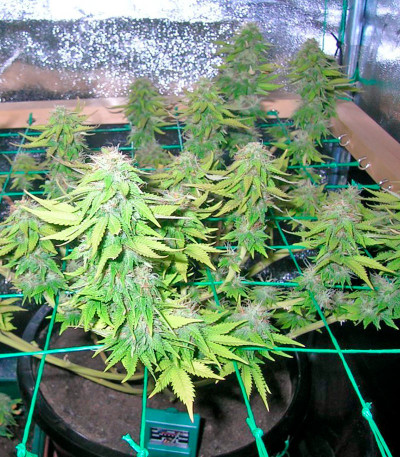 Семена сорта Mazar X White Rihno fem (World of Seeds)