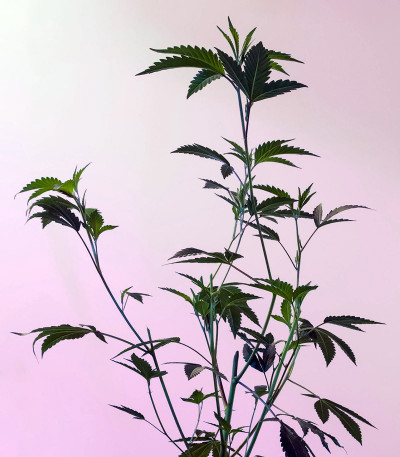 Семена сорта Tahoe Cure fem (Pyramid Seeds)