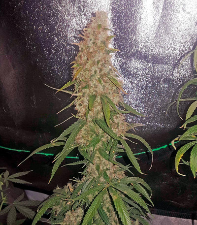Семена сорта White Widow Automatic fem (Dinafem Seeds)