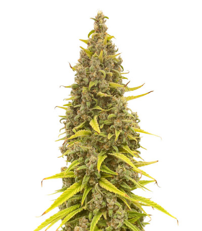 Семена сорта Grandmommy Purple fem (Herbies Seeds)