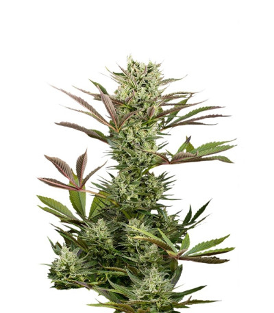 Семена сорта Deep Cheese fem (Dinafem Seeds)