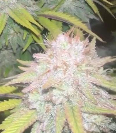 Семена сорта Kush Mintz fem (Barney's Farm)