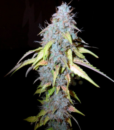 Семена сорта Auto Northern Lights fem (Pyramid Seeds)