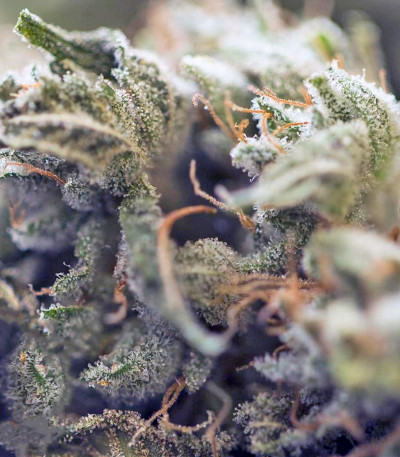 Семена сорта Critical Kush Auto fem (Barney's Farm)