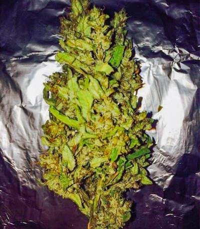 Семена сорта Pineapple Chunk fem (Barney's Farm)