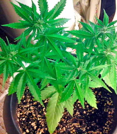 Семена сорта Sugar Mango Ryder Auto fem (World of Seeds)