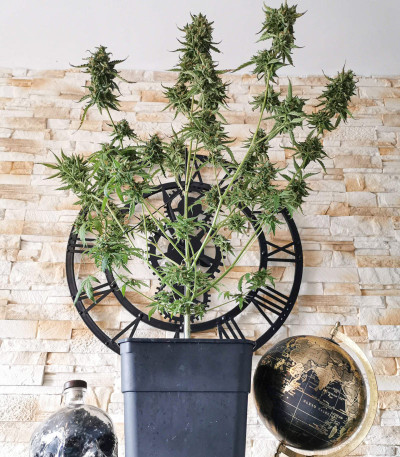 Семена сорта Auto Blue Pyramid fem (Pyramid Seeds)