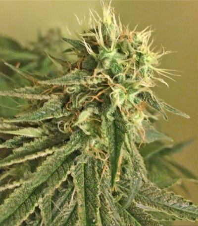 Семена сорта Blue Kripple fem (Dr. Krippling Seeds)
