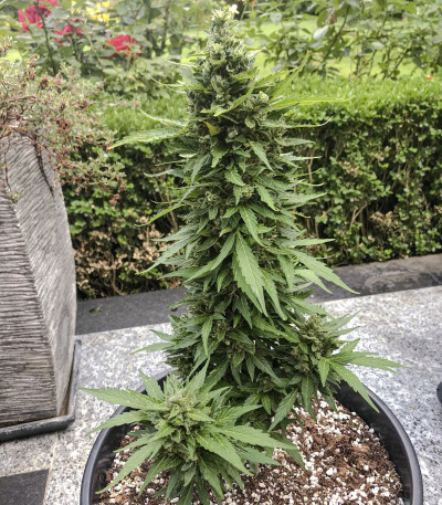 CBD Auto Charlotte’s Angel fem (Dutch Passion)