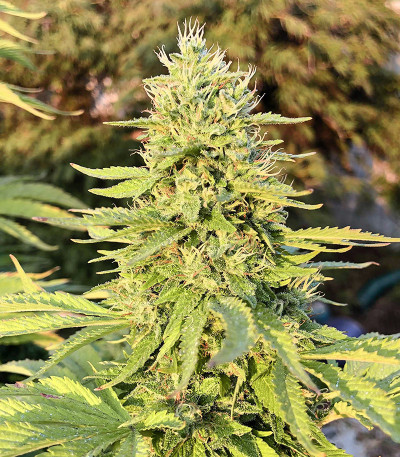 Семена сорта Gorilla fem (Семяныч)