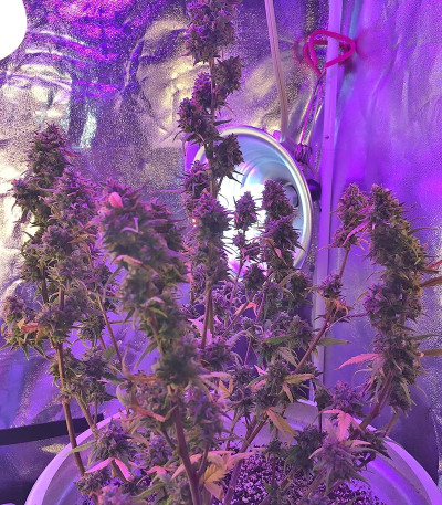 Семена сорта Gorilla Auto fem (Glue auto)