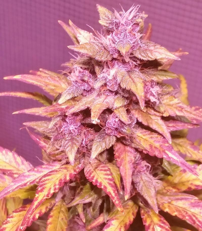Семена сорта LSD-25 Auto fem