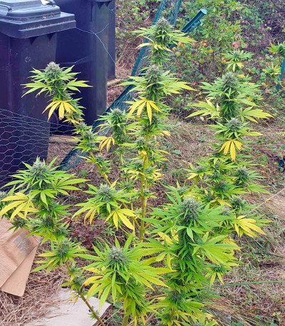 Семена сорта Northern Lights reg (Nirvana Seeds)